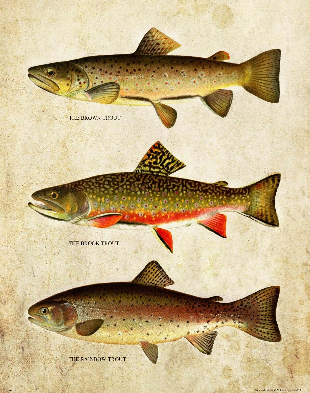 Aquarium Fish Poster - Vintage Trout Fly Fishing Art Picture