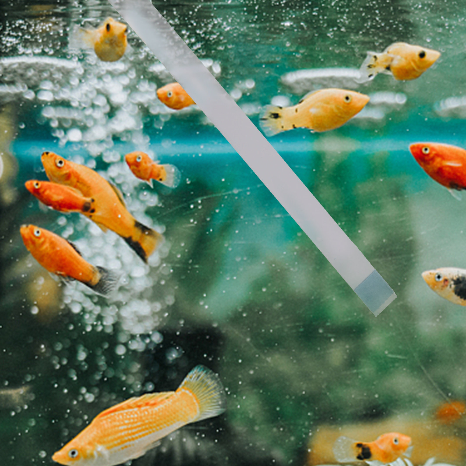 Swimming Pool Testing Strips H - Aquarium Fish In Pond review and price