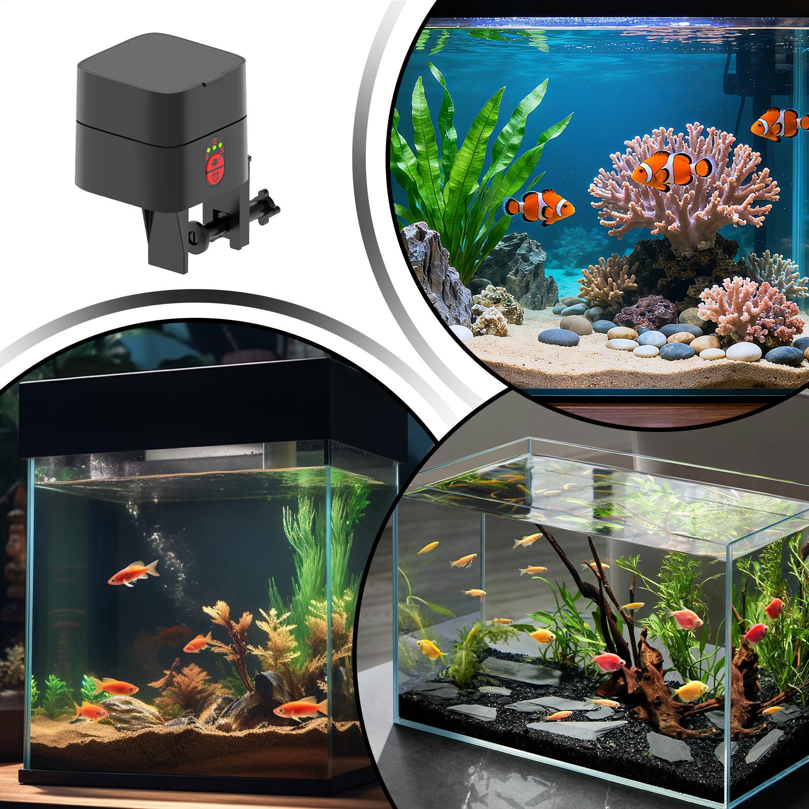 Auto Fish Feeder For Aquarium  - Aquarium Fish Jar review and price